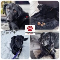 Lino Mischling Rüde Junghund sucht Heim, Hund zur Adoption