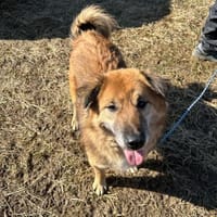 Notfall Benji - zurückgelassen! trauert, Hund zur Adoption