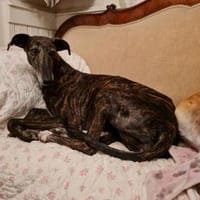 Polvora versteht sich mit Katzen, Hündin zur Adoption