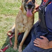 ‼ NOTFALL ‼ RUBY sucht 🆘🙏, Hündin zur Adoption