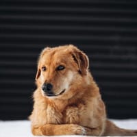 Yeti❤sucht Menschen mit Herz, Hund zur Adoption