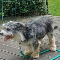 BUBI sucht liebevolles Zuhause für immer, Hündin zur Adoption