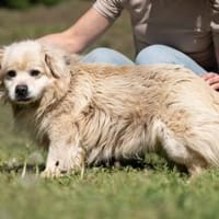 Casper, Hund zur Adoption