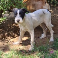 Zuckersüße LEA, Hündin zur Adoption