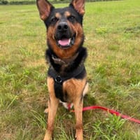 Morten 💗 wartet in 22305 Hamburg, Hund zur Adoption