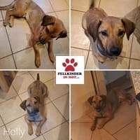 Holly Dackel Mischling Hündin Junghund, Hündin zur Adoption