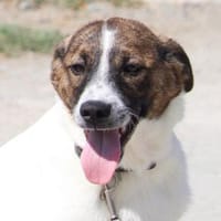 Juditha ist so ein liebes Hundemädchen, Hündin zur Adoption