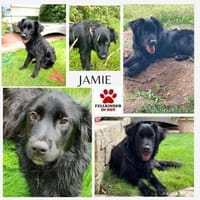Herzenshund Jamie sucht zuhause, Hund zur Adoption