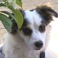 SISSY ist zauberhaft, Hündin zur Adoption