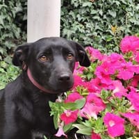 Yuma - sucht ihr erstes Zuhause, Hündin zur Adoption