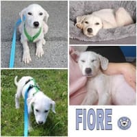 FIORE -Rundum tolles Hundemädchen-, Hündin zur Adoption