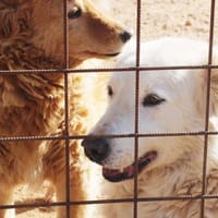 Janita und Jonny  zwei Seelen-, Hund zur Adoption