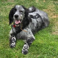 Tommi sucht seine Menschen, Hund zur Adoption