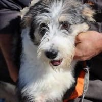 Lanzo verspielter Jungrüde, Hund zur Adoption