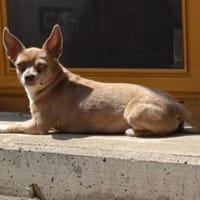 Izabella in 64546 Mörfelden !, Hündin zur Adoption