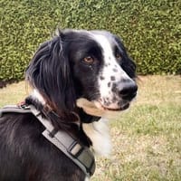 💜Valia  Schönheit auf vier Pfoten, Hündin zur Adoption