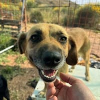 Unkomplizierte Mari sucht ihre Familie!, Hündin zur Adoption