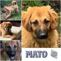 MATO * ruhiger Typ im Teddypelz, Hund zur Adoption