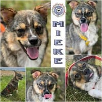 MIEKE *  offenes Hundemädchen, Hündin zur Adoption
