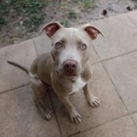Gino, lieber Junghund, Hund zur Adoption