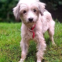 Lissy möchte mit dir durchs Leben gehen, Hündin zur Adoption