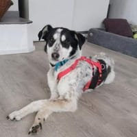 Charli - gescheckte liebe Sanftmut!, Hund zur Adoption