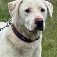 Tobi - ein Herz auf vier Pfoten, Hund zur Adoption