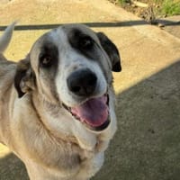 Mika möchte deine Freundin sein, Hündin zur Adoption