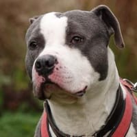 Luan, Hund zur Adoption