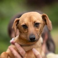 Bellice, Hündin zur Adoption