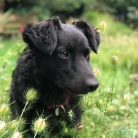 Uso sucht sein Happy End, Hund zur Adoption