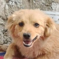 FULGA, ein Hundebaby sucht Liebe 💘, Hündin zur Adoption