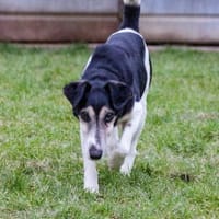 💚 Zuhause gesucht: Idefix 💚, Hund zur Adoption