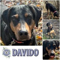 DAVIDO * ein imposanter Rüde, Hund zur Adoption