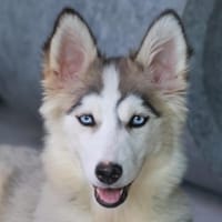 Anana  hübsches Mädel, Hündin zur Adoption
