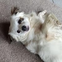 LUKE - selbstbewusst lieb aufgeschlossen, Hund zur Adoption