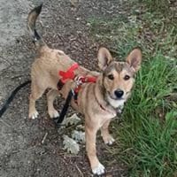 Deedee entzückenden kleines Mädel, Hündin zur Adoption