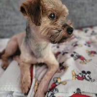 Süsser SHERLOCK sucht sein Zuhause, Hund zur Adoption