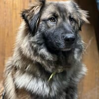 Mala Panda  sucht seine Familie, Hund zur Adoption