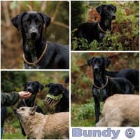 BUNDY -Aktiv & freundlich-, Hund zur Adoption