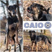 CAIO -der Sorglose-, Hund zur Adoption