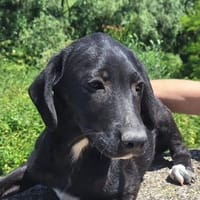 Hundebub LOKI, Hund zur Adoption