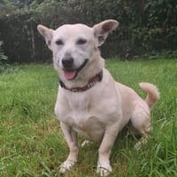 Xena - die kleine Labbi Mix Hündin, Hündin zur Adoption