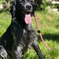 Ledy di Riparossa - edle Setterina, Hündin zur Adoption