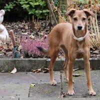 Mathilda ❤ wartet in 90427 Nürnberg :), Hündin zur Adoption