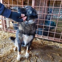 Lilly - verträglich, verspielt, fröhlich, Hündin zur Adoption