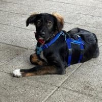 Camiro - wartet in 38547 Calberlah, Hund zur Adoption
