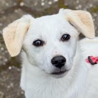 Moon, geb. Oktober 2024, 67735 Mehlbach, Hund zur Adoption