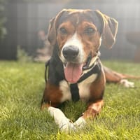 🧡Cicio-wunderschöner dreifarbiger Rüde, Hund zur Adoption