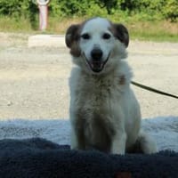 Justin unser kleiner Prinz, Hund zur Adoption